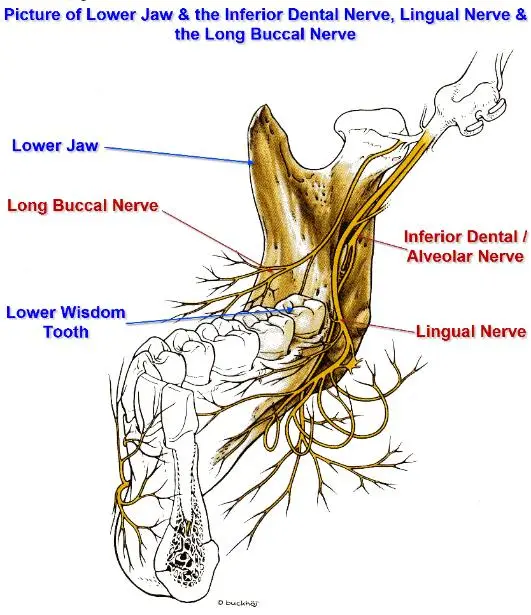 inferior alveolar nerve